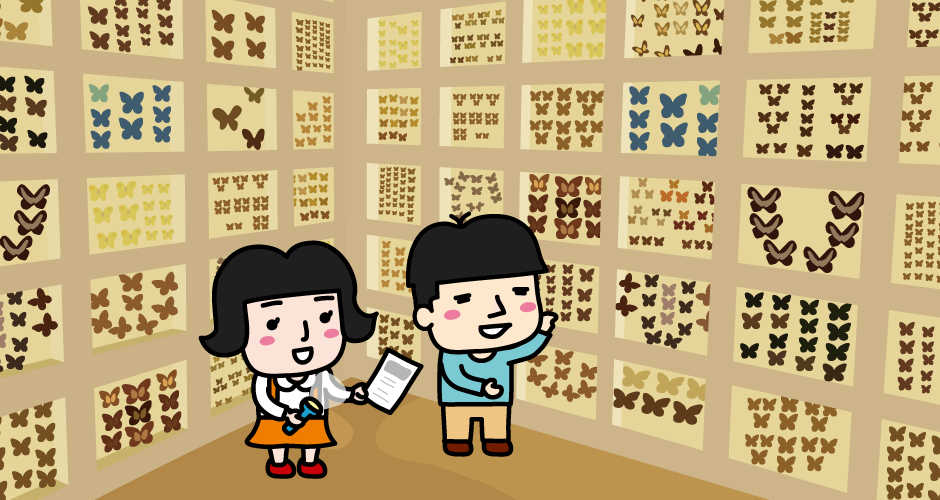 Specimens of butterflies on display at Echigo Matsunoyama Kyororo Forest School