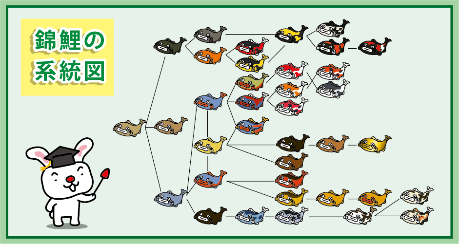 Nishikigoi family tree