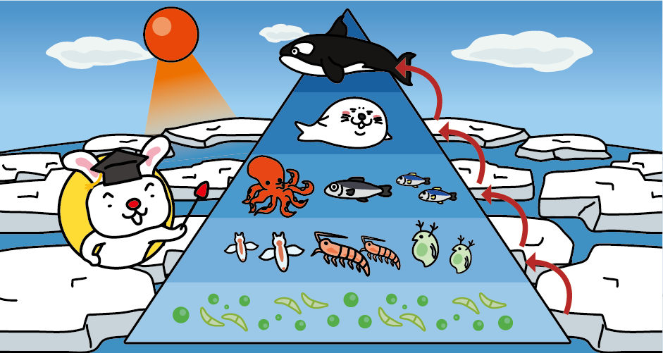 オホーツク海の食物連鎖図