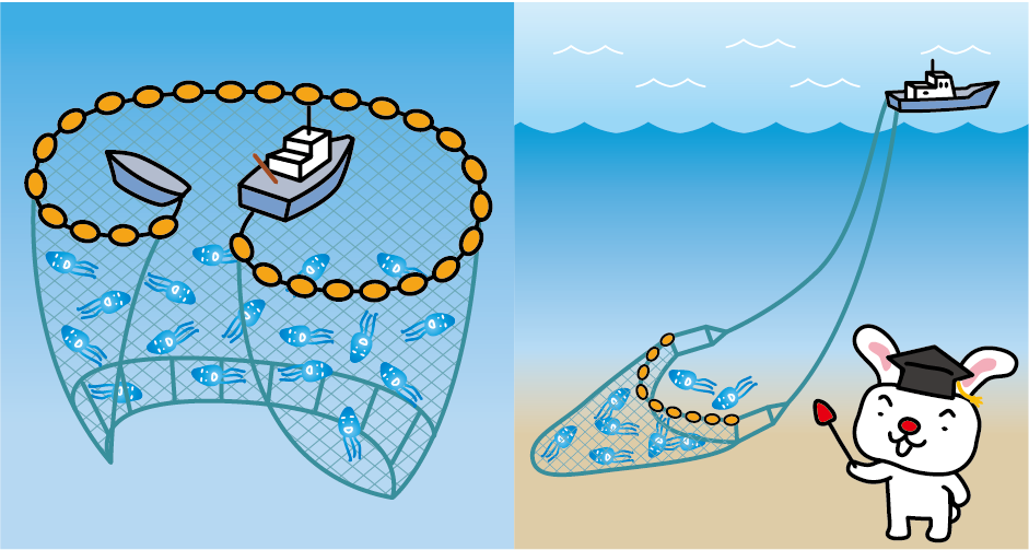 The comparative chart between fixed fishing nets and bottom trawling nets for firefly squid