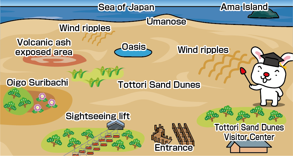 鳥取沙丘（浜阪沙丘）的插畫地圖